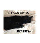 黒ネコ美素毛の日常（個別スタンプ：19）