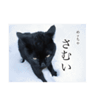 黒ネコ美素毛の日常（個別スタンプ：22）