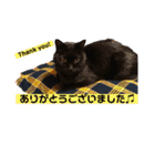 黒ネコ美素毛の日常（個別スタンプ：25）