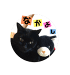黒ネコ美素毛の日常（個別スタンプ：33）