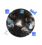 黒ネコ美素毛の日常（個別スタンプ：40）