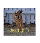 大福チャンネル公式スタンプ（個別スタンプ：2）
