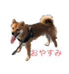 大福チャンネル公式スタンプ（個別スタンプ：3）