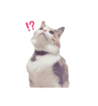 愛猫シエル（個別スタンプ：2）