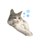 愛猫シエル（個別スタンプ：3）