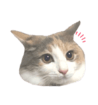 愛猫シエル（個別スタンプ：4）