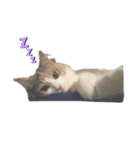 愛猫シエル（個別スタンプ：5）