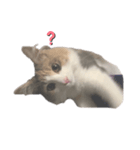 愛猫シエル（個別スタンプ：6）