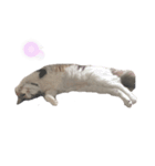 愛猫シエル（個別スタンプ：7）