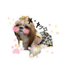 シーズーのウニちゃん（個別スタンプ：1）