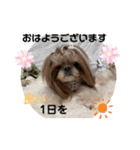 シーズーのウニちゃん（個別スタンプ：12）