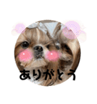 シーズーのウニちゃん（個別スタンプ：13）