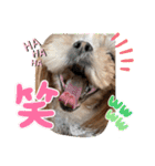 シーズーのウニちゃん（個別スタンプ：16）