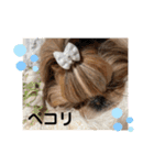 シーズーのウニちゃん（個別スタンプ：19）