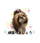 シーズーのウニちゃん（個別スタンプ：20）