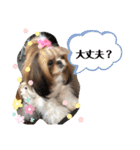 シーズーのウニちゃん（個別スタンプ：25）