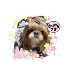 シーズーのウニちゃん（個別スタンプ：29）
