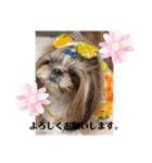 シーズーのウニちゃん（個別スタンプ：31）