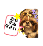 シーズーのウニちゃん（個別スタンプ：34）
