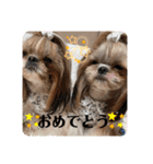 シーズーのウニちゃん（個別スタンプ：37）