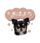 田母神さんちのスタンプ（個別スタンプ：15）
