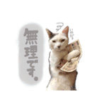 田母神さんちのスタンプ（個別スタンプ：16）