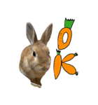 私はチャッピー、うさぎです（個別スタンプ：2）