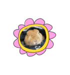 私はチャッピー、うさぎです（個別スタンプ：3）