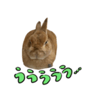 私はチャッピー、うさぎです（個別スタンプ：4）