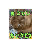 私はチャッピー、うさぎです（個別スタンプ：6）