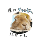 私はチャッピー、うさぎです（個別スタンプ：7）