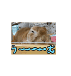 私はチャッピー、うさぎです（個別スタンプ：8）