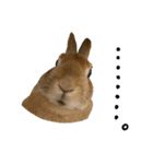 私はチャッピー、うさぎです（個別スタンプ：9）
