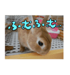 私はチャッピー、うさぎです（個別スタンプ：10）