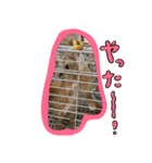 私はチャッピー、うさぎです（個別スタンプ：13）
