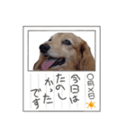 夏のわんこスタンプ（個別スタンプ：1）