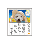 夏のわんこスタンプ（個別スタンプ：2）