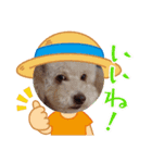 夏のわんこスタンプ（個別スタンプ：10）