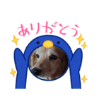 夏のわんこスタンプ（個別スタンプ：13）