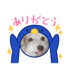 夏のわんこスタンプ（個別スタンプ：14）