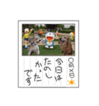 夏のわんこスタンプ（個別スタンプ：16）