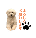 ポップさんの日常「第二弾」（個別スタンプ：7）