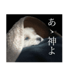 ポップさんの日常「第二弾」（個別スタンプ：16）