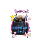 トイプードル面白編第1弾スタンプ（個別スタンプ：4）