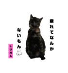 みらいねこ横濱⑥（個別スタンプ：11）