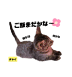 みらいねこ横濱⑥（個別スタンプ：12）