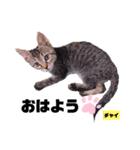 みらいねこ横濱⑥（個別スタンプ：13）