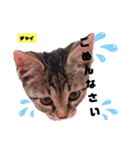 みらいねこ横濱⑥（個別スタンプ：14）