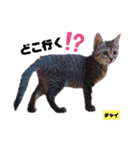 みらいねこ横濱⑥（個別スタンプ：15）