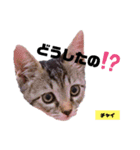 みらいねこ横濱⑥（個別スタンプ：16）